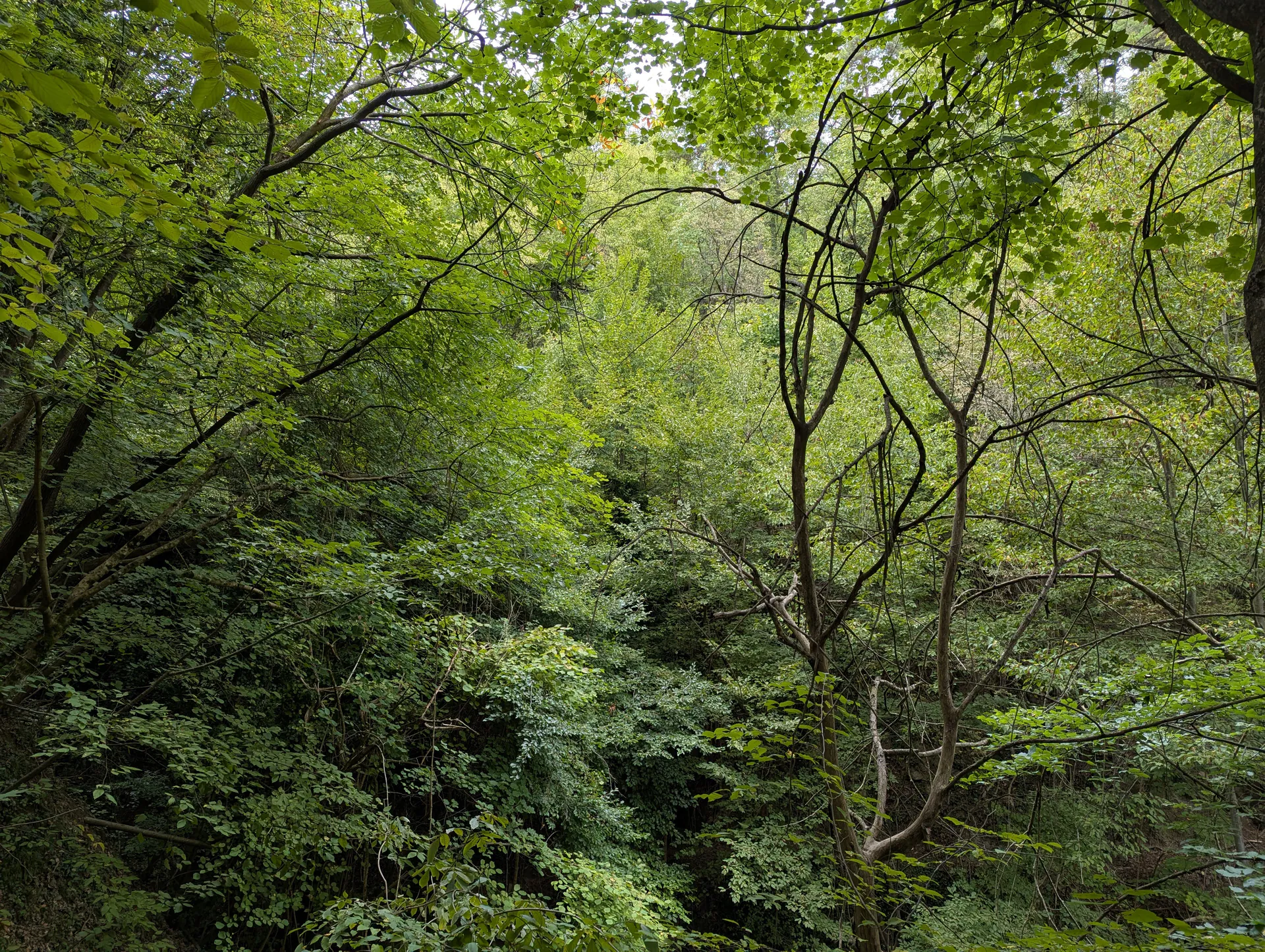 A forest view with many trees and a path