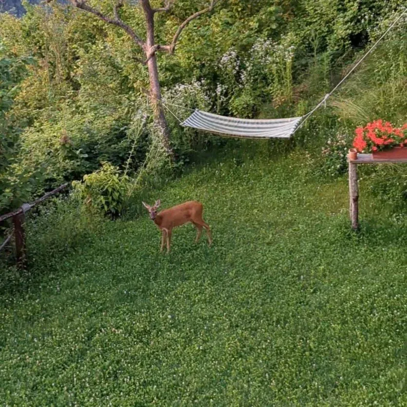 A young deer standing on green grass in a backyard with a hammock tied between trees and a table with potted flowers