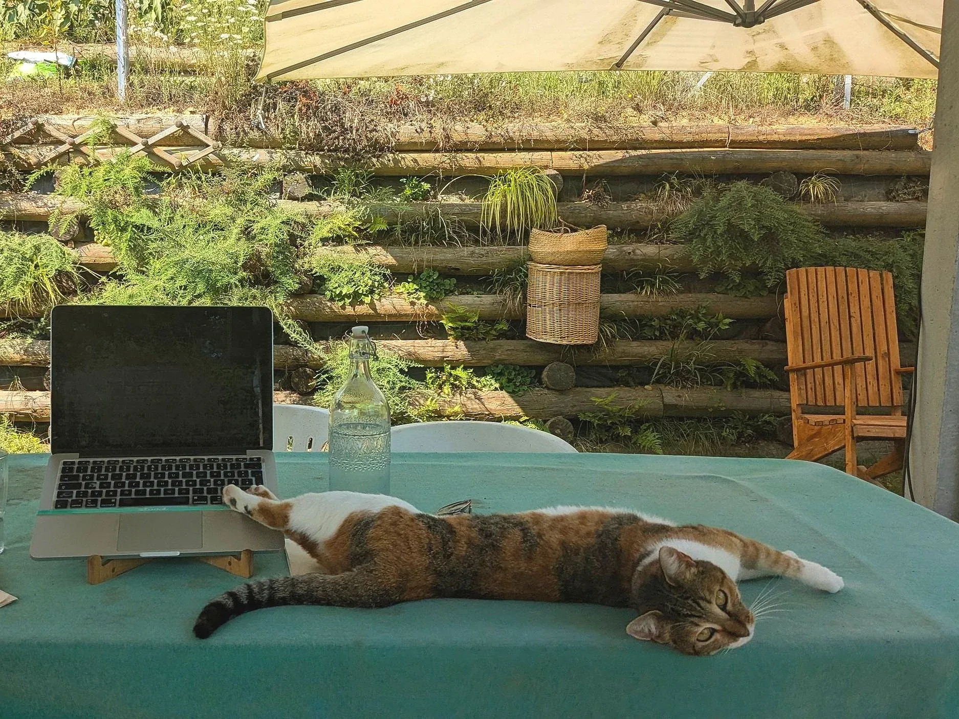 A cat lying on a table with a laptop, a glass bottle, and a pair of glasses. The table is outside under an umbrella, with a wooden chair and a green garden in the background